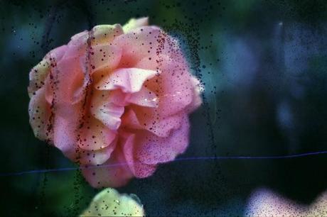 DISHWASHED FILM - Underwater Roses e lenti close up DISHWASHED FILM - Underwater Roses e lenti close up