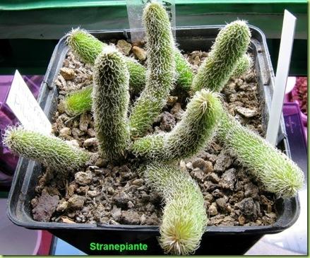 Stapelianthus pilosus 2009-10-20