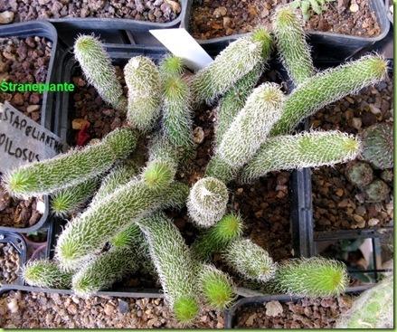 Stapelianthus pilosus 2010-09-30