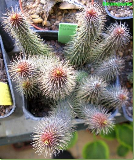 Huernia pillansii