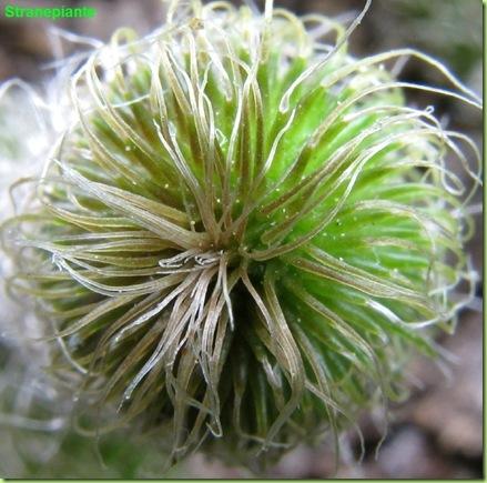 Stapelianthus pilosus apice