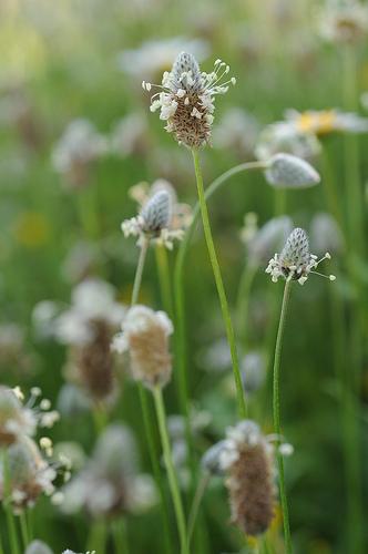 Plantago major by Lidia Zitara