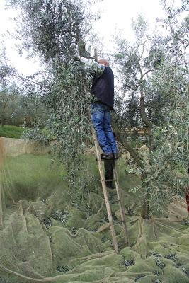 la raccolta delle olive, a Pierino