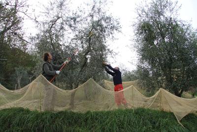 la raccolta delle olive, a Pierino