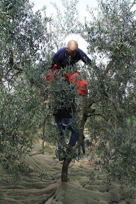 la raccolta delle olive, a Pierino