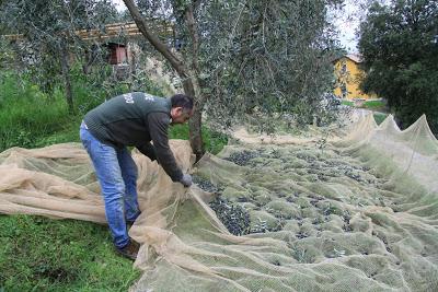 la raccolta delle olive, a Pierino