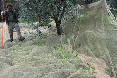 la raccolta delle olive, a Pierino