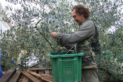 la raccolta delle olive, a Pierino