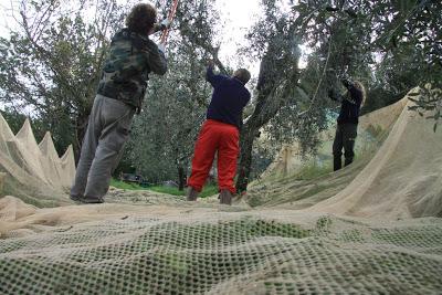 la raccolta delle olive, a Pierino