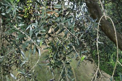 la raccolta delle olive, a Pierino