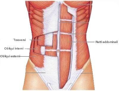 muscoli addominali