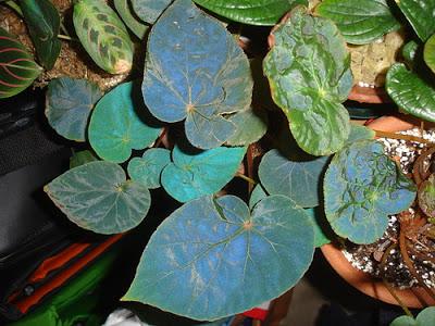 Begonia pavonina di un blu iridescente