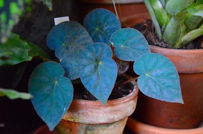 Begonia pavonina di un blu iridescente