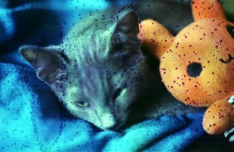 DISHWASHED FILM - Underwater Cat