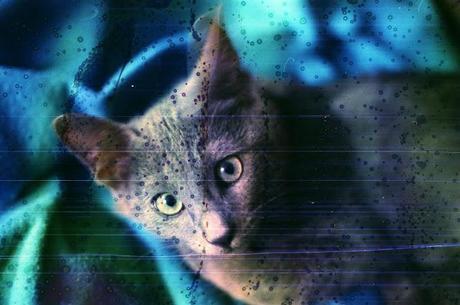 DISHWASHED FILM - Underwater Cat DISHWASHED FILM - Underwater Cat