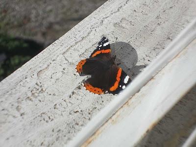 Un leggero battito d'ali di una farfalla....