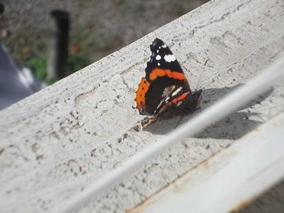 Un leggero battito d'ali di una farfalla....