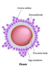 Spermatogenesi e ovogenesi: numeri a confronto