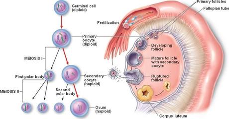 Spermatogenesi e ovogenesi: numeri a confronto