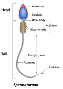 Spermatogenesi e ovogenesi: numeri a confronto