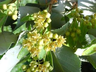 Fitoterapia si :Tilia Tomentosa e nervosismo.