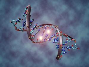 WIKI - DNA3 NATI IN USA NEONATI GENETICAMENTE MODIFICATI. ANCHE L'UMANITA' OGM?