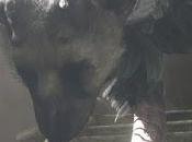 Last Guardian dubbio uscita 2013