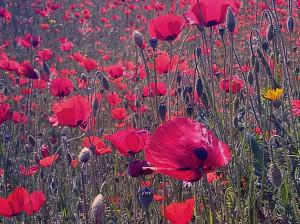 poppies_©LondonSE4