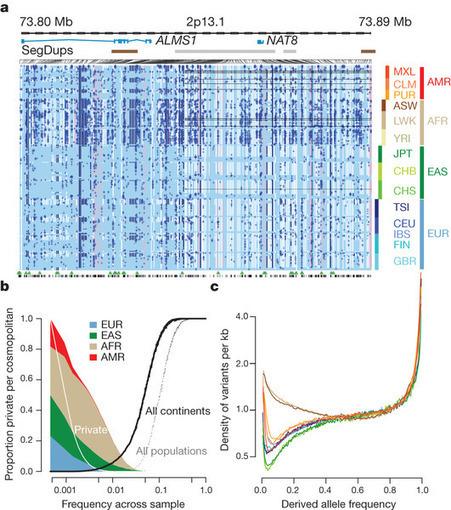 Ecco il sequenziamento del genoma in 1092 individui