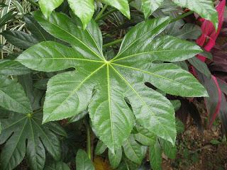 Aralia