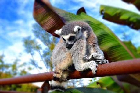 Al BIOPARCO!Come i bimbi!