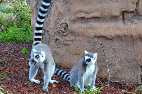 Al BIOPARCO!Come i bimbi!