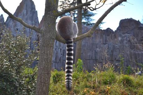 Al BIOPARCO!Come i bimbi!