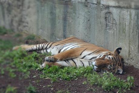 Al BIOPARCO!Come i bimbi!