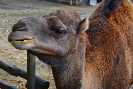 Al BIOPARCO!Come i bimbi!