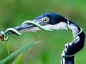 Premio fotografia naturalistica Oasis 2012