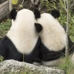 Panda bear Fu Hu returns to China01