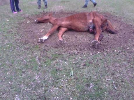 Oristano, a Tiria rinvenuto cavallo in fin di vita