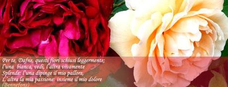 rose linguaggio500 San Valentino: scopriamo il significato dei fiori