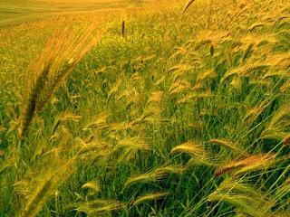 Come difendere le piante dal vento