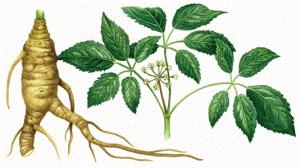 ginseng