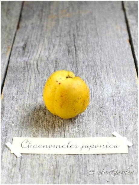 Chaenomeles japonica e sue virtù