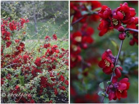 Chaenomeles japonica e sue virtù