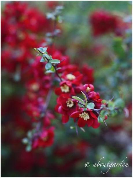 Chaenomeles japonica e sue virtù