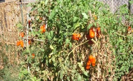 I LAVORI NELL’ORTO DI NOVEMBRE. COMPOSTAGGIO. PACCIAMATURA.  COSTRUIRE UN TUNNEL PLASTICO