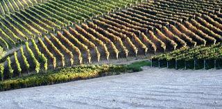 PERCORSI DI VINI ... IL DOLCETTO D' ALBA ...