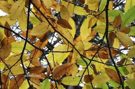 Autunno in Valdarno