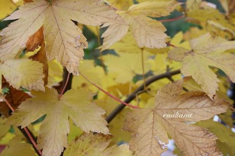 Autunno in Valdarno