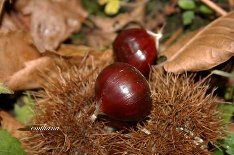 Autunno in Valdarno