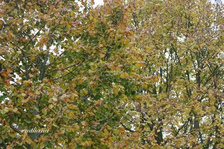 Autunno in Valdarno